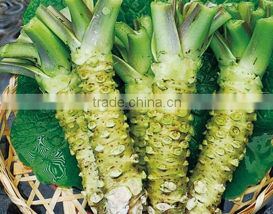 wasabi paste made in Chinese factory