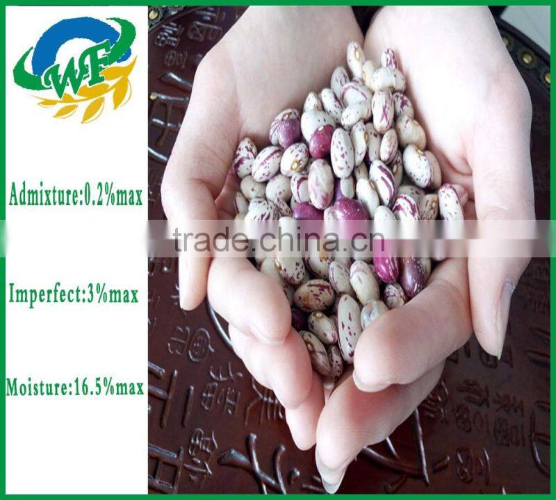 Chinese Big size Light Speckled Kidney beans American Round