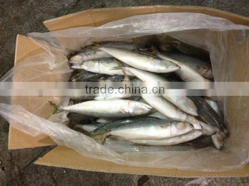 IQF frozen pacific mackerel fish