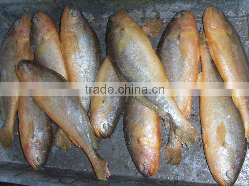 Big Size Yellow Croaker Frozen Fish