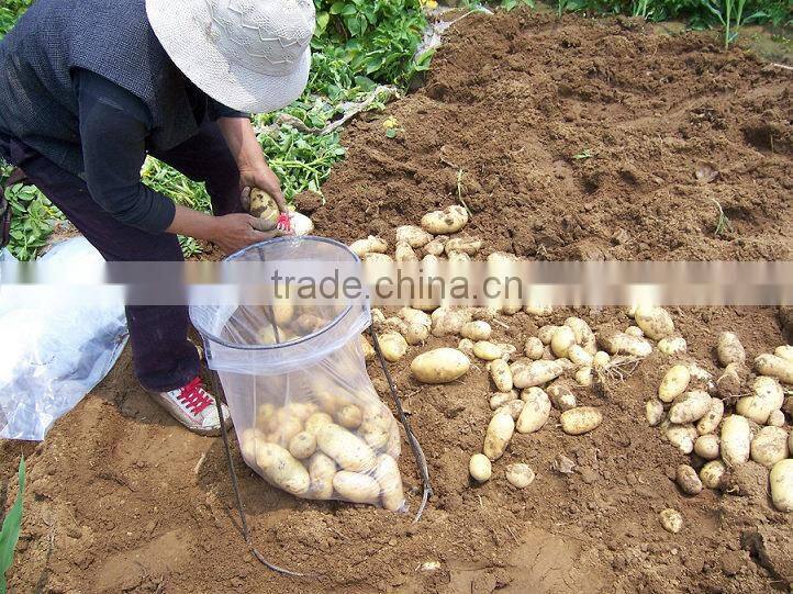Fresh Holland Potato Bulk on Hot Selling