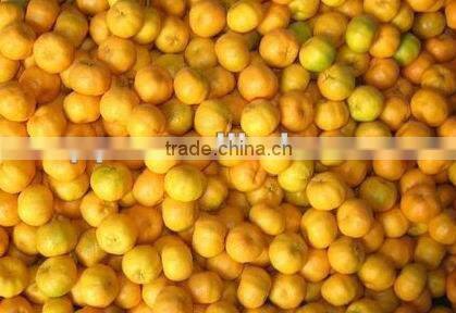 Chinese fresh honey mandarin