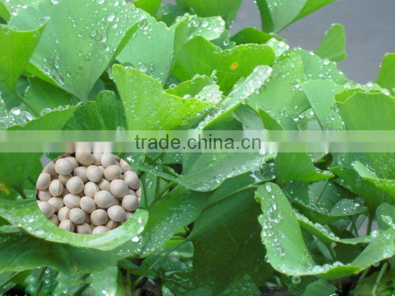 High Quality Ginkgo biloba seed for sowing