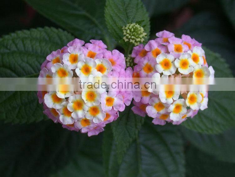 The shrub plant Lantana camara seedling