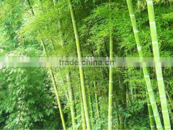 Original bamboo sawn machine