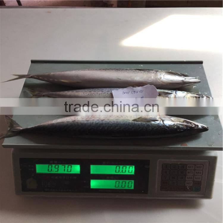 300-500 frozen mackerel fish seafood tuna bait mackerel fish