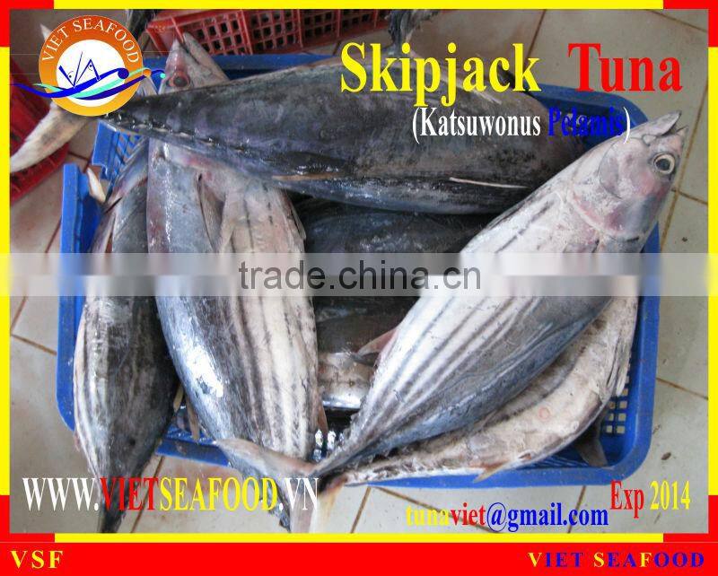 FROZEN SKIPJACK TUNA WHOLE ROUND