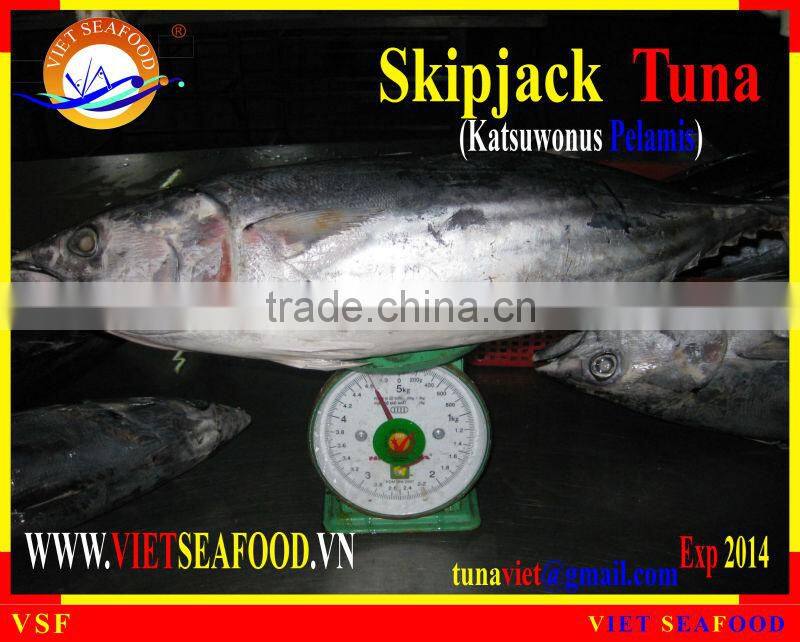 WHOLE ROUND FROZEN SKIPJACK TUNA