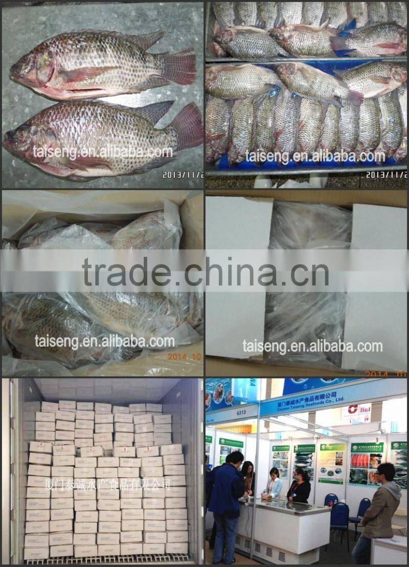 Fresh frozen black tilapia gutted and scaled