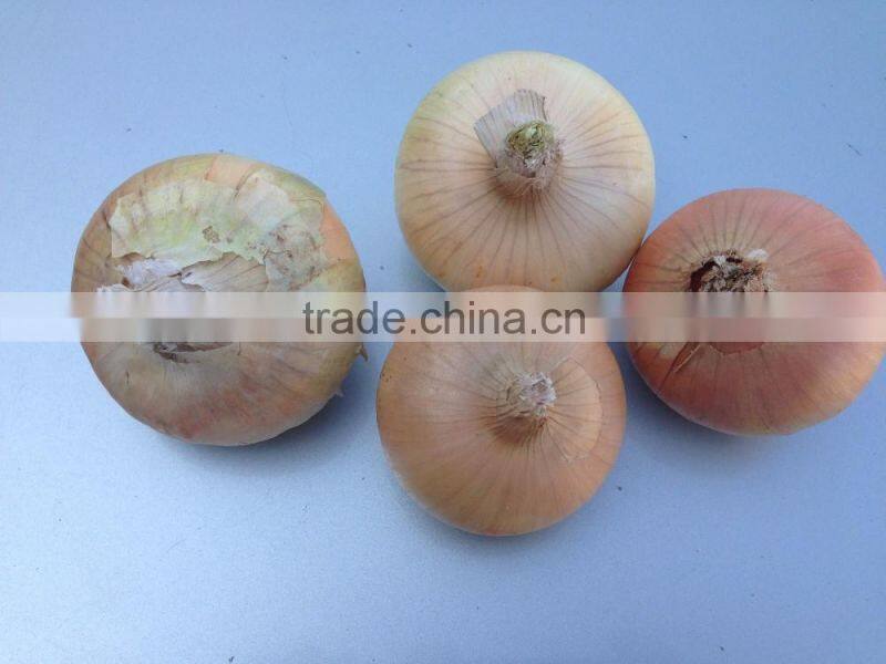 mesh bags of egyptian onions with affordable price