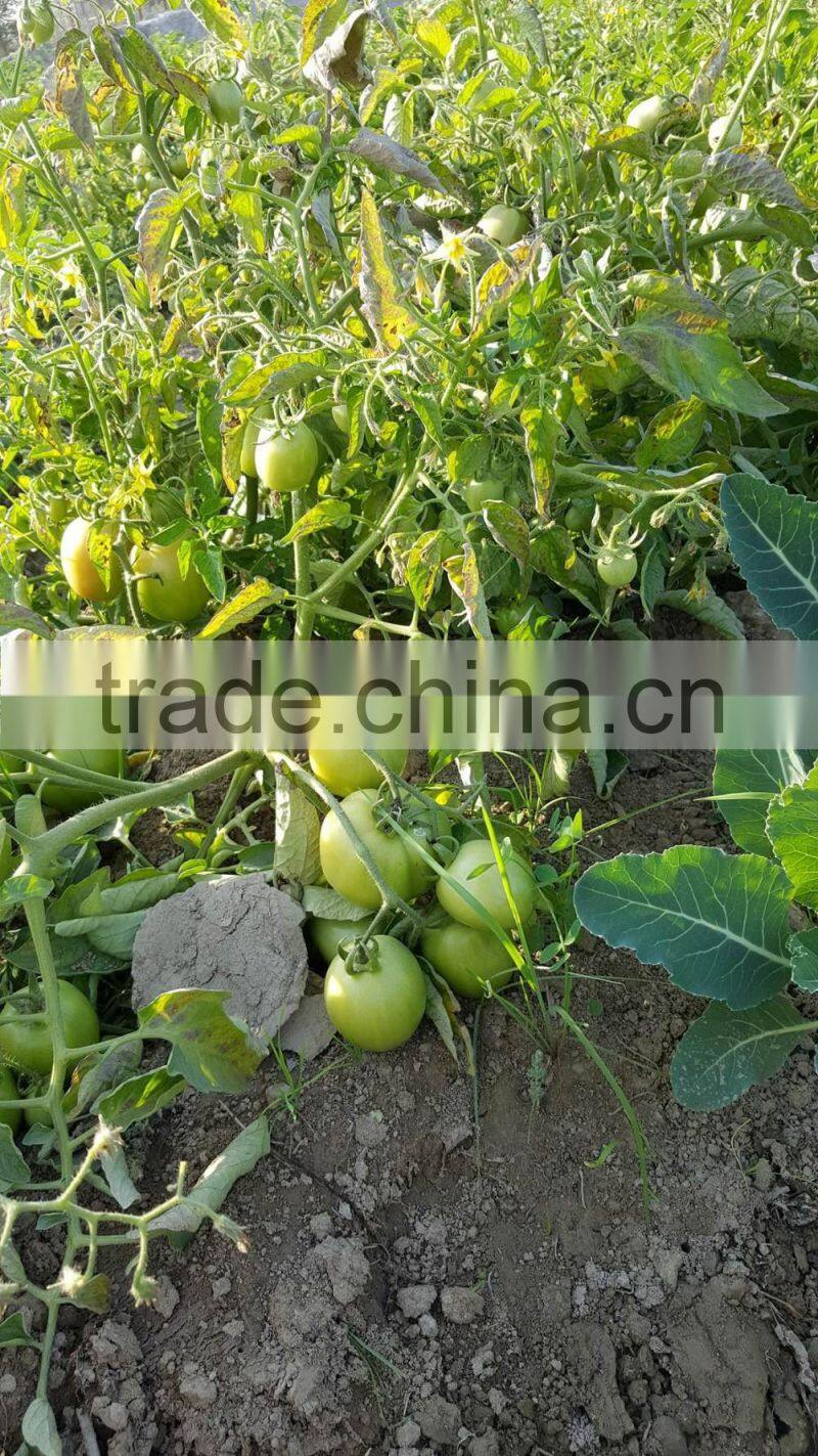 ROCKY F1 Hybrid Tomato Seeds