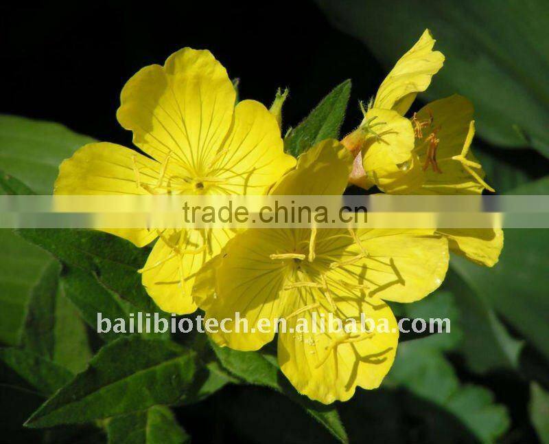 Oil for female health evening primrose oil