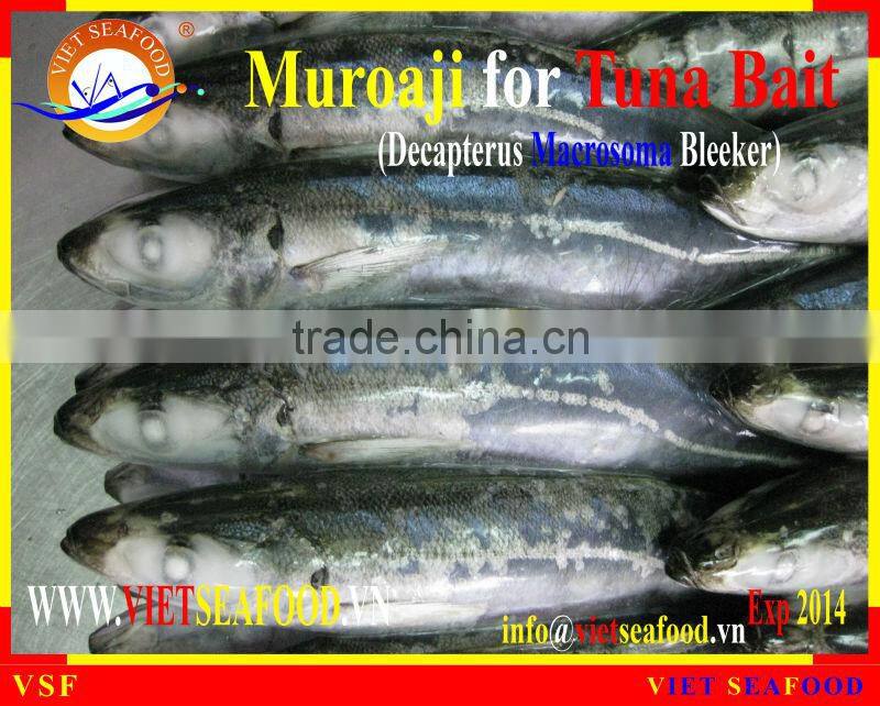 FROZEN MUROAJI FOR TUNA BAIT