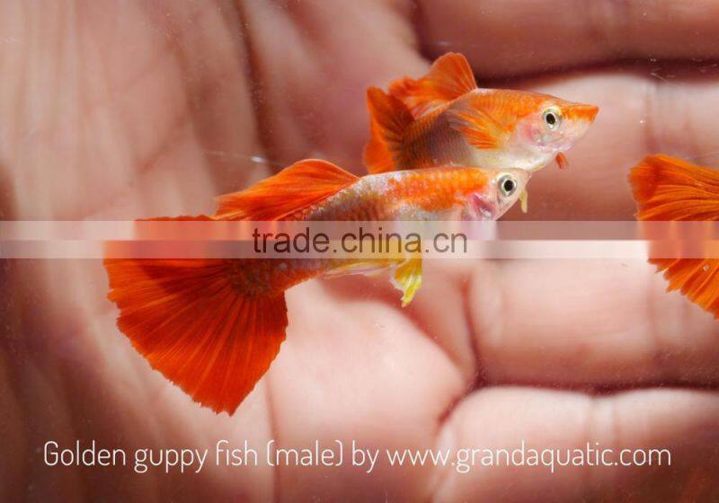Golden guppy for Freshwater Aquarium fish export company from Thailand