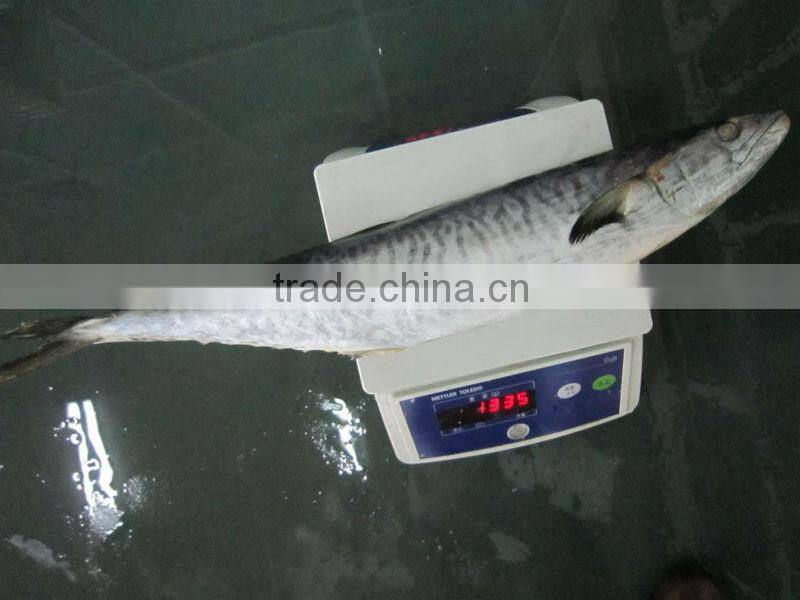 frozen spanish mackerel IQF IWP