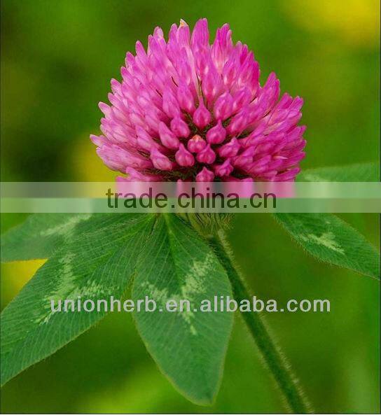 Phytoestrogen Red Clover Extract Isoflavones