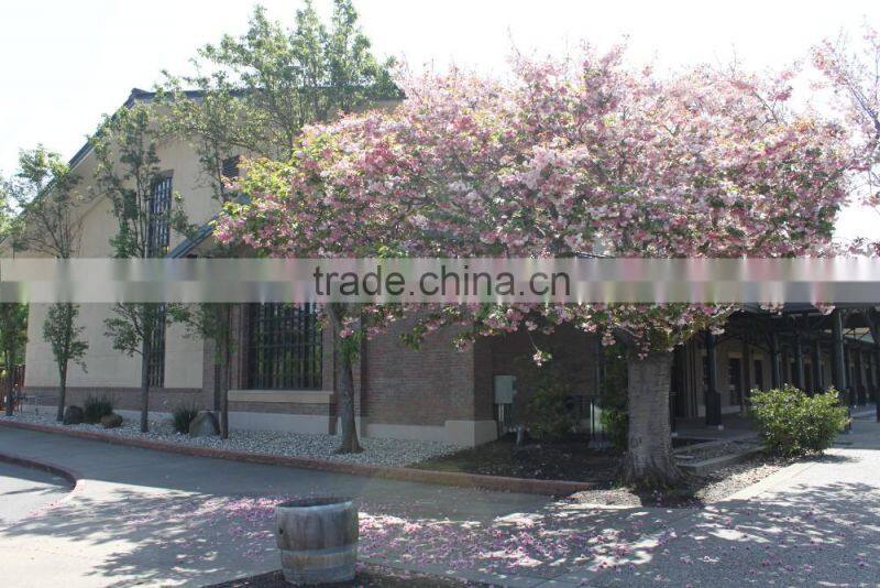 Syrah 55 Red Wine Napa Valley ***