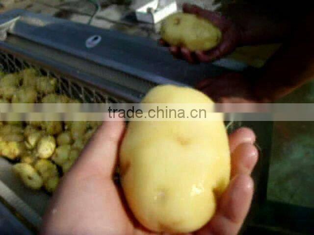 Stainless steel fruit and vegetable washing and peeling machine for sale