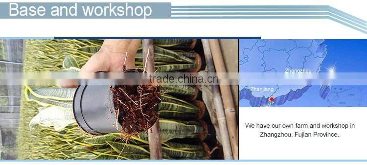 Bonsai sansevieria for living room make the air clean