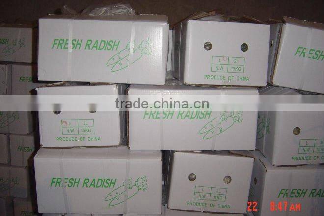 wholesale new crop fresh white raddish (china)