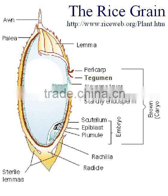 LONG GRAIN WHITE RICE 5% BROKEN - WHITE RICE PRICE