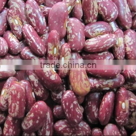 china red /Purple speckled Kidney beans