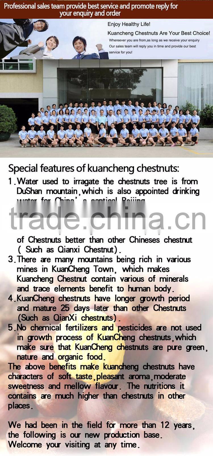 medium size fresh chinese organic chestnut