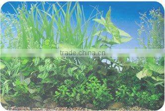 fish aquarium background