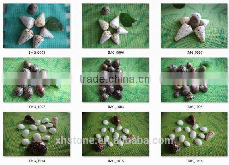 natural decotative semicassis inornata seashell for sale