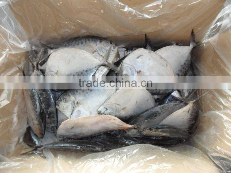 frozen moonfish150-200g/pc whole round IQF Mene Maculata