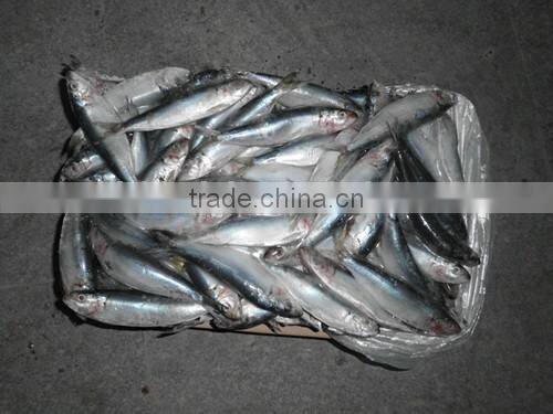 Good quality frozen Sardines 6-7pcs/kg