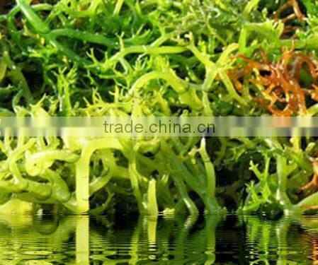 Eucheuma Cottoni With High Quality