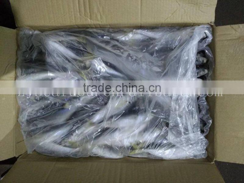 Fresh horse mackerel 10/12 round scad decapterus maruadsi