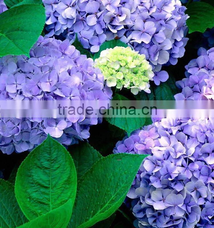 Super quality hotsell real look hydrangea
