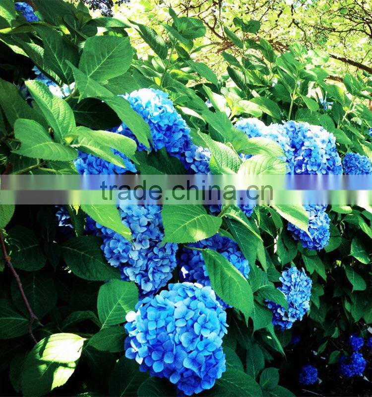 Wide variety new arrival apple hydrangea wreath