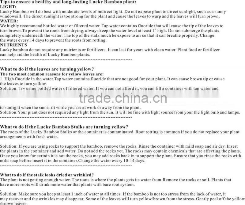 heart shaped love shaped tower lucky bamboo bonsai dracaena sanderiana indoor aquatic feng shui plants nursery garden decoration