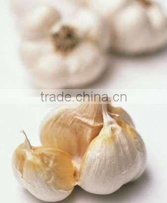 chinese fresh garlic