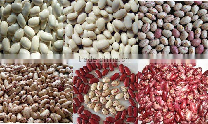 2015 crop kidney bean
