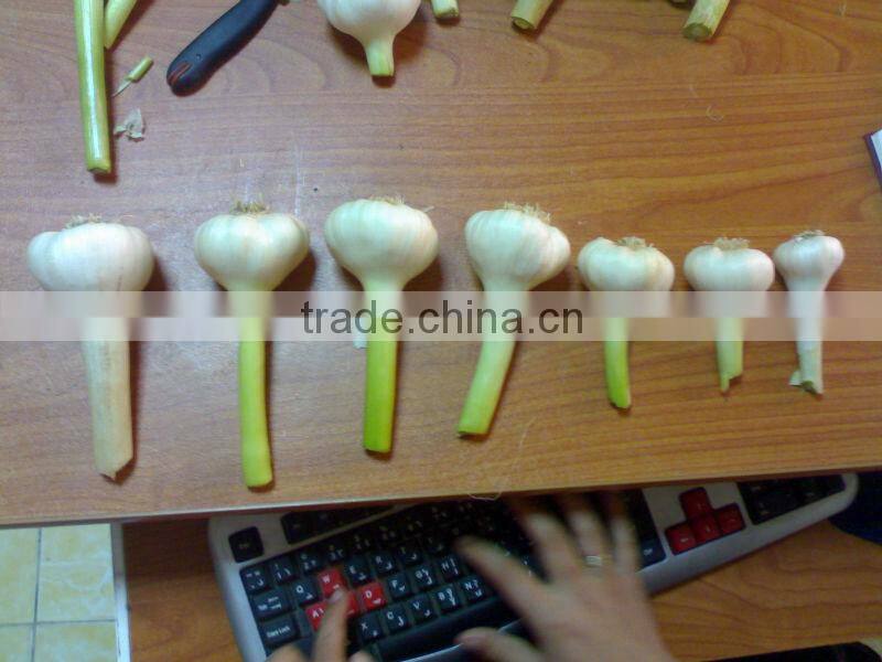Garlic ( White - Red ) high quality