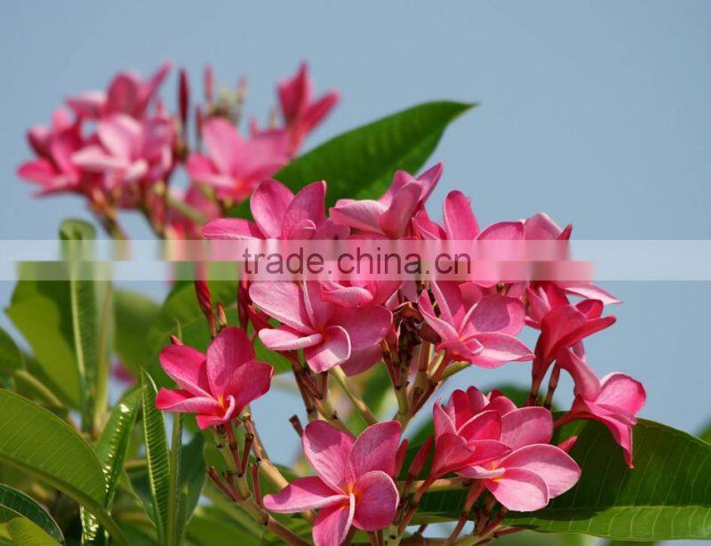 Red Flower Plumeria Rubra L. cv. Acutifolia