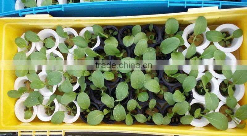 rockwool cubes for germination /plant propagation