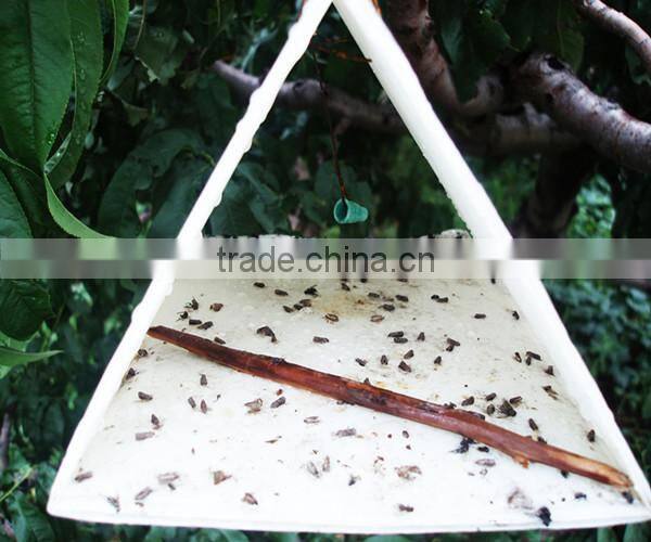 Pheromone lures of Pectinophora gossypiella with trap set