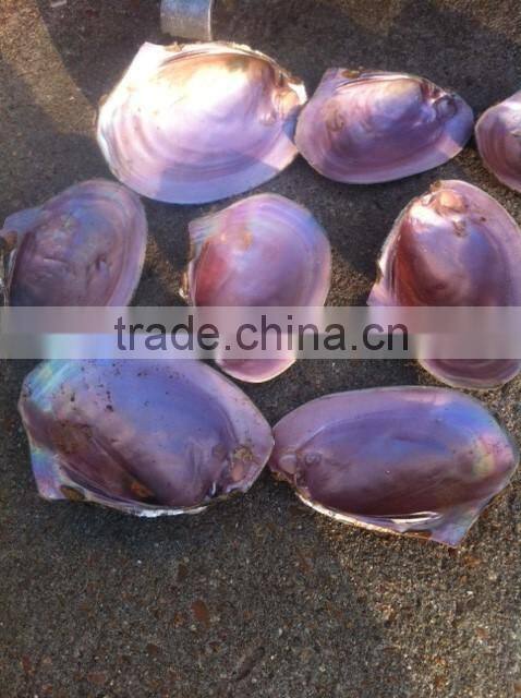 Raw material mother of pearl pink shell
