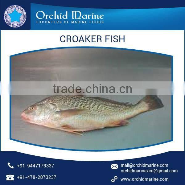 Delicious Seafood Croaker Fish at Low Price