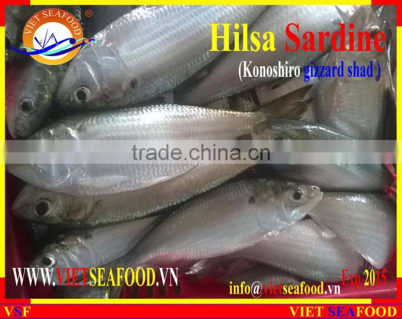 FROZEN DOTTED GIZZARD SHAD FISH