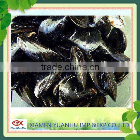 IQF Frozen boiled blue mussel without shell