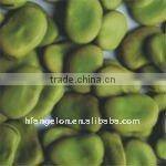 Broad Bean Color Sorting