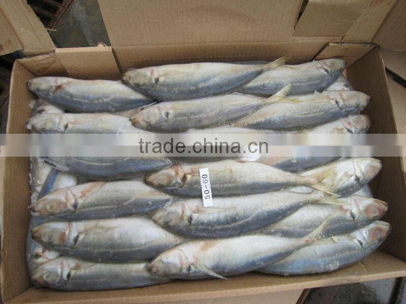 horse mackerel Atlantic