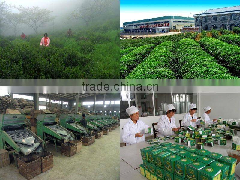 China green tea Gunpowder 8147 in colour box