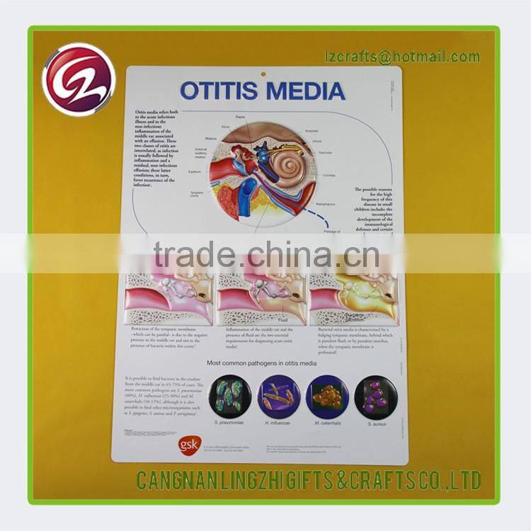 China wholesale pvc medical chart